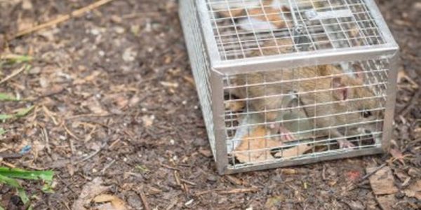 Pest Control for Rats: Expert Strategies for Success